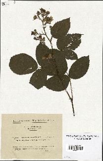 spécimen de Rubus hirtus