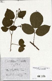 spécimen de Rubus hirtus