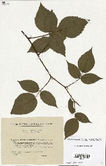 spécimen de Rubus hirtus