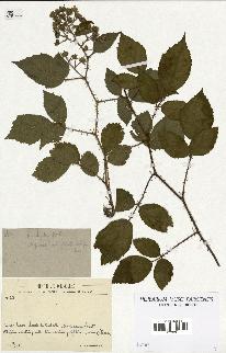 spécimen de Rubus hirtus