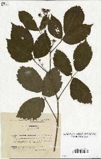 spécimen de Rubus hirtus