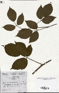 spécimen de Rubus hirtus