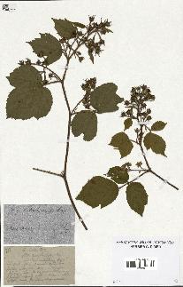 spécimen de Rubus hirtus