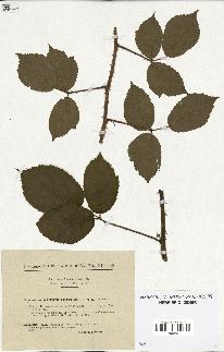 spécimen de Rubus hirtus