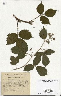 spécimen de Rubus schleicheri