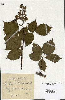 spécimen de Rubus pyramidalis