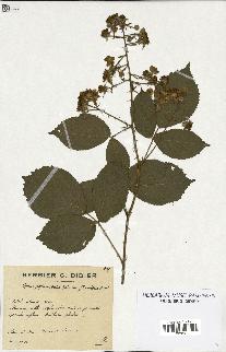 spécimen de Rubus pyramidalis