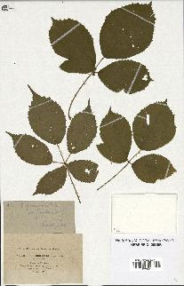 spécimen de Rubus pyramidalis