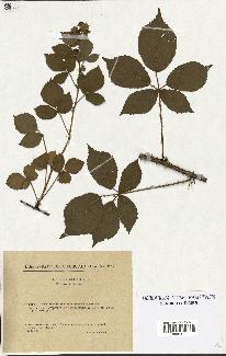 spécimen de Rubus pyramidalis