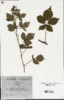 spécimen de Rubus pyramidalis