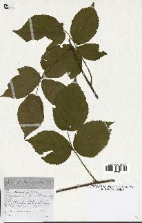 spécimen de Rubus macrophyllus