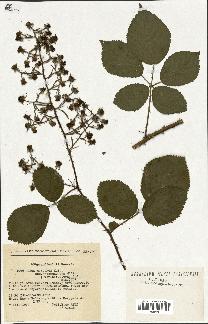 spécimen de Rubus obscurus