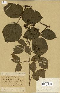 spécimen de Rubus pallidus