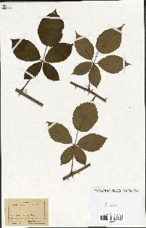 spécimen de Rubus pallidus