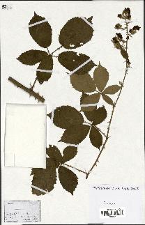 spécimen de Rubus pallidus