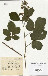 spécimen de Rubus insericatus