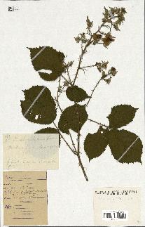 spécimen de Rubus elongatispinus