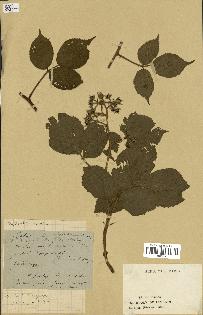 spécimen de Rubus pallidus