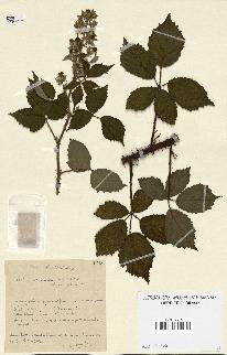 spécimen de Rubus discerptus