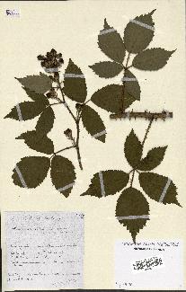 spécimen de Rubus discerptus