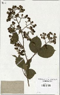 spécimen de Rubus apiculatus