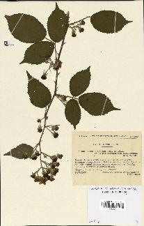 spécimen de Rubus questierii