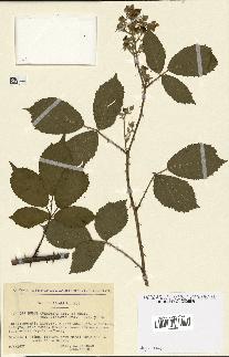 spécimen de Rubus questierii