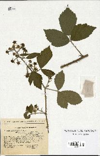 spécimen de Rubus micans