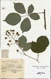 spécimen de Rubus apiculatus