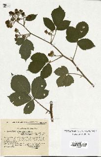 spécimen de Rubus insericatus