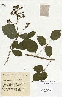 spécimen de Rubus insericatus