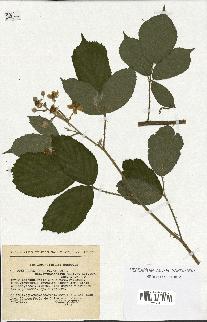 spécimen de Rubus insericatus