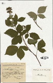 spécimen de Rubus tomentosus x caesius