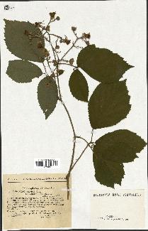 spécimen de Rubus hirtus