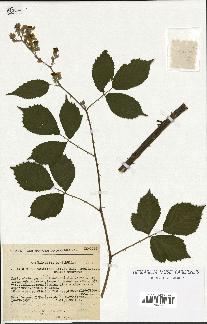 spécimen de Rubus questierii