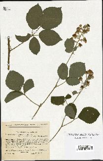 spécimen de Rubus macrophyllus