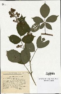 spécimen de Rubus foliosus