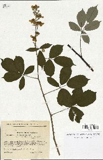spécimen de Rubus ulmifolius