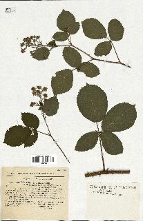 spécimen de Rubus radula x pallidus