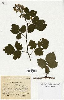 spécimen de Rubus schmidelyanus