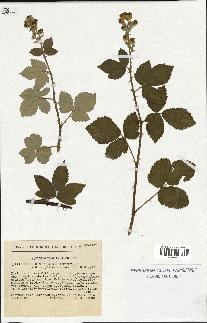 spécimen de Rubus ulmifolius x tomentosus