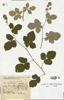 spécimen de Rubus ulmifolius x tomentosus