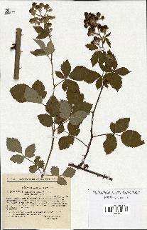 spécimen de Rubus godronii