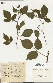 spécimen de Rubus hirtus