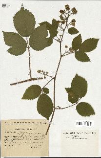 spécimen de Rubus hirtus