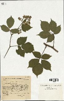 spécimen de Rubus hirtus