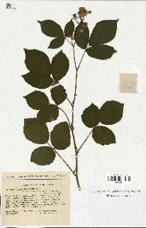 spécimen de Rubus foliosus