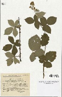 spécimen de Rubus ulmifolius
