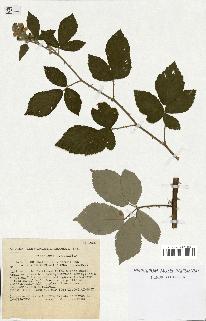 spécimen de Rubus ulmifolius