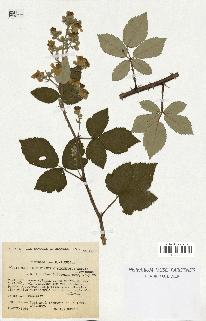 spécimen de Rubus ulmifolius